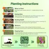 Outsidepride Germander Herb Seeds - 500 Pcs Perennial, 18-Inch Tall,