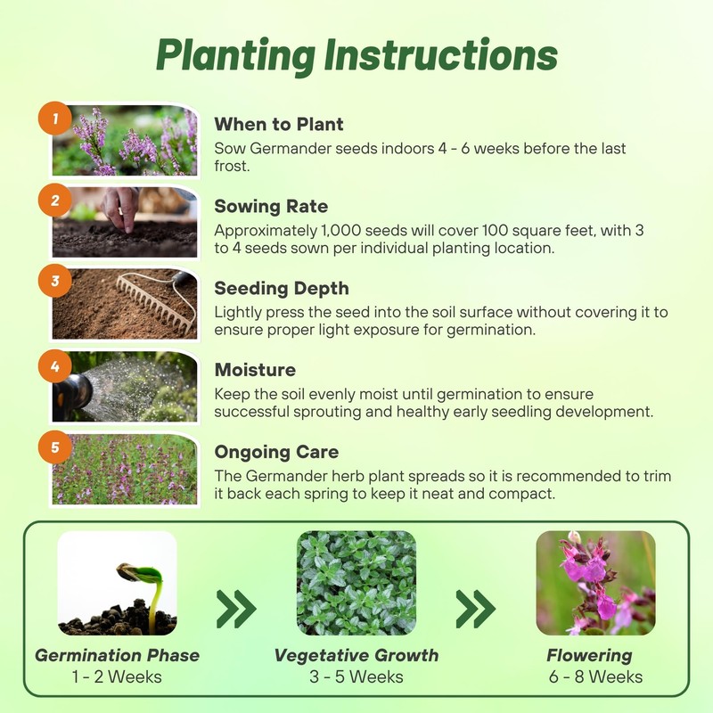 Outsidepride Germander Herb Seeds - 500 Pcs Perennial, 18-Inch Tall,