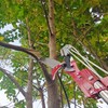WHLZYEVA Extendable Pole Saw & Pruner, 13.6FT 2-in-1 Tree Trimmer