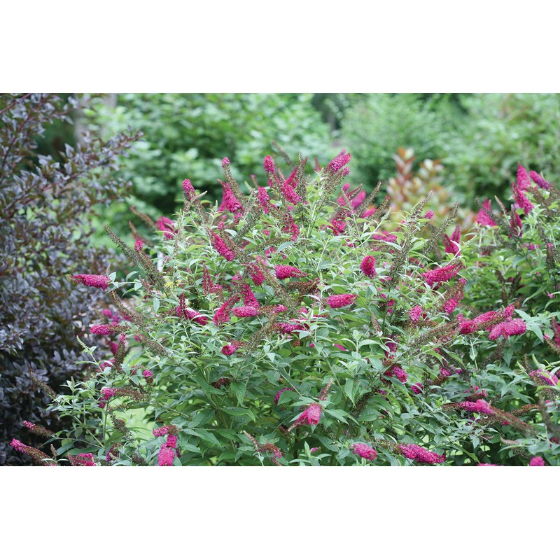 Proven Winner Miss Molly Buddleia 2 Gal, Pink and Red