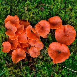 Out Grow Red Chanterelles (Cantharellus cinnabarinus) Liquid Culture
