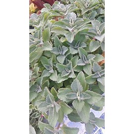 3 Cuttings Plectranthus Neochilus – Solid Green Fuzzy Lobster Flower Aromatic Swedish Ivy Spur