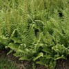 Ferns 20 Christmas Fern Root Systems, Christmas Dagger - Polystichum