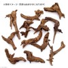 Boiled High Quality Driftwood, Miyabi, Small Size (Approx. 5.9 -