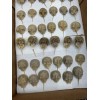 Horseshoe Crab Shells Molts - 5 Piece Lot - $25
