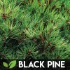 CZ Grain 5 Type Bonsai Tree Kit, Wisteria, Black Pine,