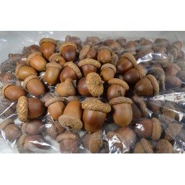 SMPHBOOKS 50 Natural Acorns with glued-on caps  Acorns Grown & Glued by Hand in Utah, USA