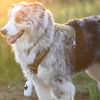 AUROTH Tactical Dog Harness for Large Dogs No Pull Adjustable