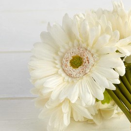 Factory Direct Craft Artificial Cream Gerbera Daisy Bouquet – Bundle of 9 Realistic Vibrant Cream Silk Flower Daisies Blooms Stems for Home Decor, Party, Wedding, and Special Event Decorations