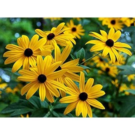 1000 Black-Eyed Susan Gloriosa Daisy Flower Seeds, Yellow, Biennial, Beautiful, Rudbeckia Hirta, from USA