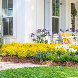 Sunshine Ligustrum - 3 gal - Southern Living - Evergreen Shrub – Bright Golden Yellow Foliage - Full Sun - Zones 6-10 - Ligustrum sinsense 'Sunshine' PP20379-3 Gallon Pot