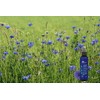 Organic Cornflower Floral Water 200 ml