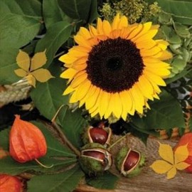 20 Napkins Sunflower and Chestnut | Garden | Autumn | Table Decoration 33 x 33 cm