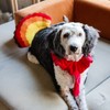 Midlee Turkey Beard & Tail Thanksgiving Dog Costume