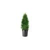 Arborvitae Emerald Green | 2 Live Gallon Size Trees |