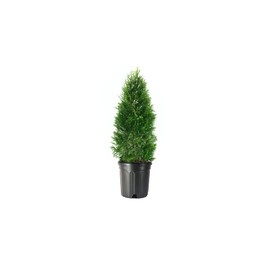 Arborvitae Emerald Green | 2 Live Gallon Size Trees | Thuja Occidentalis Smaragd | Evergreen Privacy Screening Hedge Plants