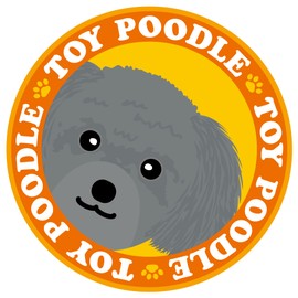 Staring Toy Poodle Silver Dog Sticker Orange Back Round Size MK-2