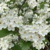 Santiam Nursery Wild Hawthorn tree, Crataegus monogyna ，Chinese Hawthorn's rootstock