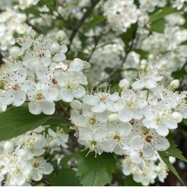 Santiam Nursery Wild Hawthorn tree,  Crataegus monogyna ，Chinese Hawthorn's rootstock 野山楂，山楂砧木
