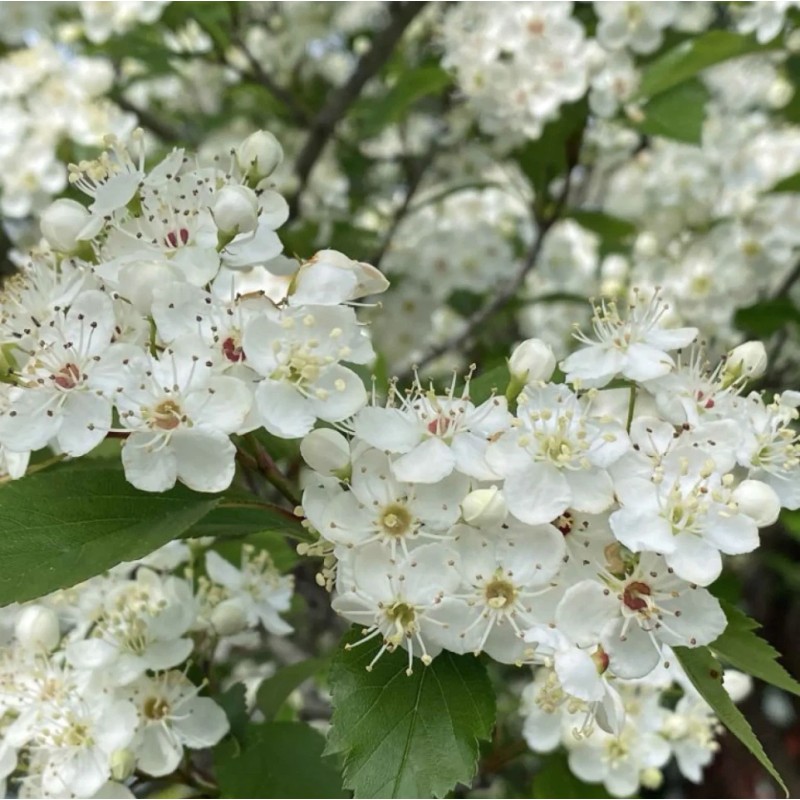 Santiam Nursery Wild Hawthorn tree, Crataegus monogyna ，Chinese Hawthorn's rootstock