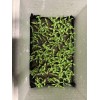 American Seed Hatch Sandia Chili Pepper Seeds, NuMex, Hot Green