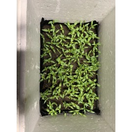 American Seed Hatch Sandia Chili Pepper Seeds, NuMex, Hot Green Chile, Ristra, FREE SHIPPING