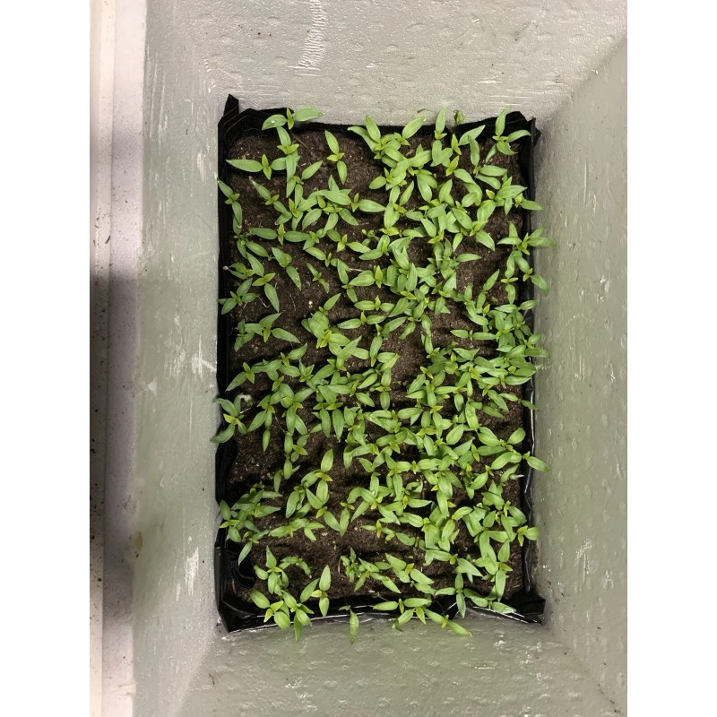 American Seed Hatch Sandia Chili Pepper Seeds, NuMex, Hot Green