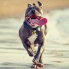 GAbraden 2 Extra Loud Cat & Dog Bells | Pet