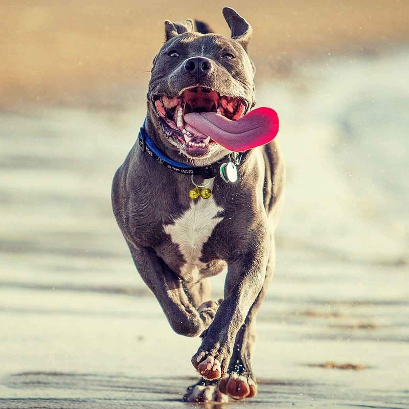 GAbraden 2 Extra Loud Cat & Dog Bells | Pet
