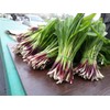 NIKA SEEDS - Seeds Herb Ramsons (Wild Garlic) - 50