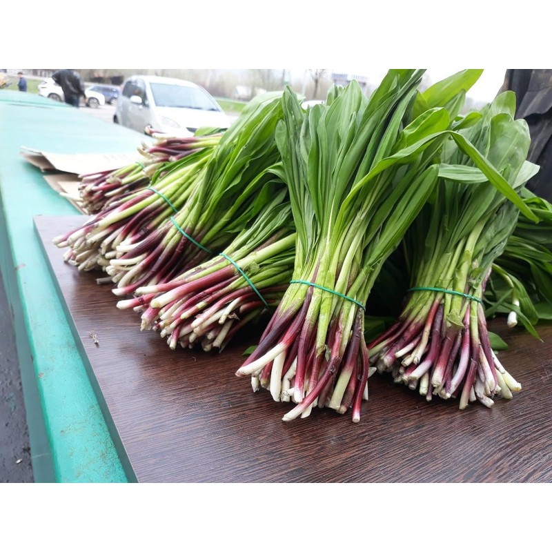 NIKA SEEDS - Seeds Herb Ramsons (Wild Garlic) - 50