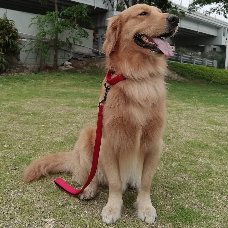 Cyclpet Premium 24 Inches Nylon Short Dog Leash with Heavy