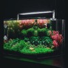 SubstrateSource Rotala H'ra Tissue Culture Aquatic Live Aquarium Plant -