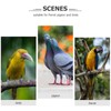 POPETPOP Bird Anti-bite Collar: Bird Protective Collar Parrot Protective Collar
