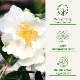 YUKOB Dog Shampoo and Conditioner for Allergies & Itching -Natural Camellia Oil Pet Shampoo for Sensitive Skin, Deshedding, Smooth Coat for Smelly Dogs,|Brightening Luster | 16 oz