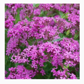 Coastal California Wildflower Mix - Annuals and Perennials Approx. 6500+ Seeds