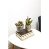 rePotme 3 inch Plant Pots - 6 Pack of Flower