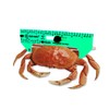Doryman Shellfish Caliper – Floating Ruler – 3–6.5 Inch (Green)