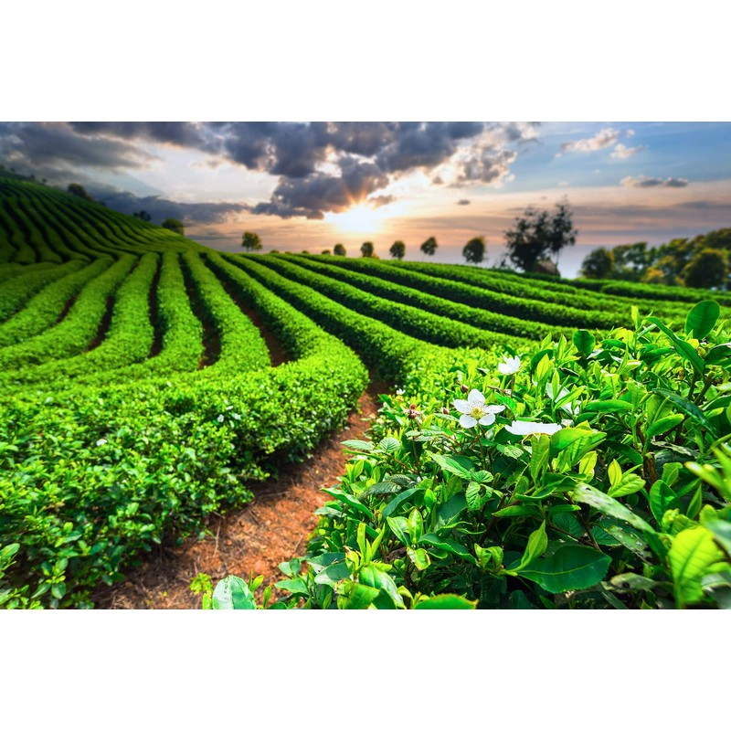 Meßmer Finest Green Tea | Tart Fresh | 25 Tea