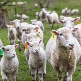 DoubleFill 300 Pcs Livestock Ear Tags for Sheep Goat Cattle 001-100 Number Plastic Sheep Ear Tags for Cow Pig Dog Deer Horse Farm Animal Identification (Green,Yellow,Orange)