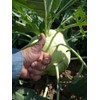 KIRA SEEDS - Seeds Biennial Kohlrabi - Giant Cabbage -