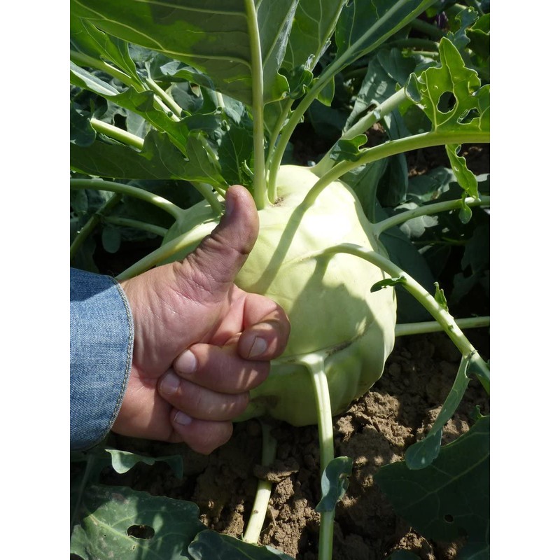 KIRA SEEDS - Seeds Biennial Kohlrabi - Giant Cabbage -