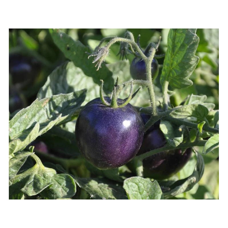 BLUE TOMATO * HEALTHFUL * ANTIOXIDANT *