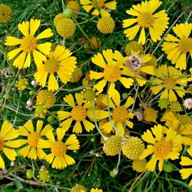 HELENIUM amarum (Dwarf Helenium) Flower Seeds, Easy to Grow, Attractive Flowers, Seeds by MySeeds.Co, You Choose The Amount (1/4 LB)