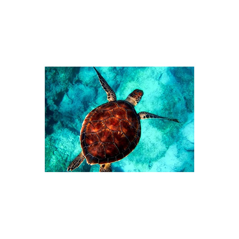 Lais Puzzle Turtle 1000 Pieces