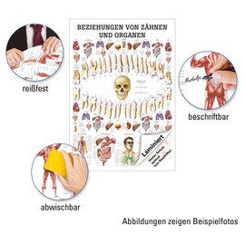 Relationships Mini Poster of Teeth and Organ Anatomy 34x24 cm Med ('Central mit Laminierung