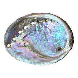 NessaStores 50 Abalone Shells 2.5 to 3.5 Inches | Beautiful All Natural Smudge Bowl - Perfect for Smudge Sticks, Incense Sticks and a Sage Smudge Kit. JC-020