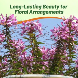 Outsidepride Serrulata Cleome Seeds - 1000 Pcs Annual Flower Seeds with Large, Airy, Spidery Blooms, Drought Tolerant Spider Plant for Xeriscaping, Flower Bed, Border, Pollinator, & Cut Flower Garden