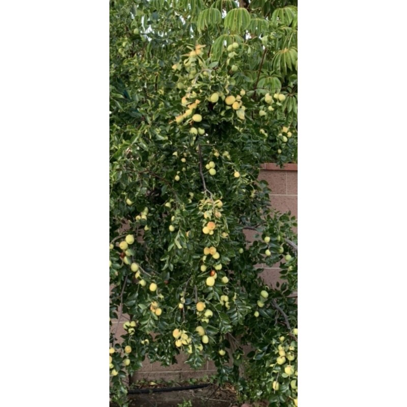 Jujube 4pcs Jujube Tree Cuttings