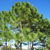 Slash Pine Tree | 3 Live Plants | Pinus Elliottii